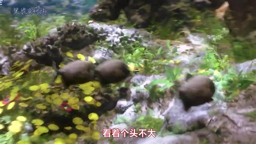 海洋生物速度大比拼，看谁跑的快，动画演示海底全运会