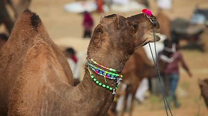 Decorated camel chewing  - Free Stock Video