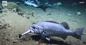 Shark swallowed whole during rarely seen deep-sea feast