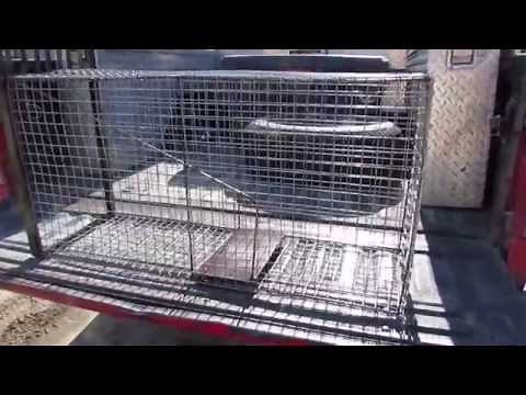 Making a Bobcat Cage Trap