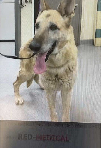 Understanding Canine Stress Signs in Shelters