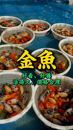 好看、好養、活得久、價格合理 #吉宏水族 #金魚 #觀賞魚 #蘭壽 #獅頭