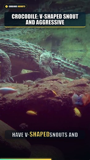Alligator vs Crocodile: Their Teeth Don’t Lie!