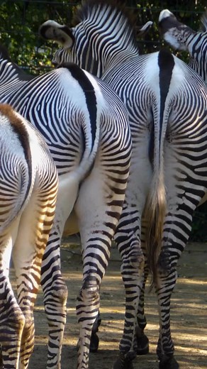 4.2K views · 64 reactions | There’s two types of zebras in the plains of savanna. Which one is you favorite 朗, can you differentiate them. Join us and explore the plains of Tanzania and Kenya, let’s create unforgettable memories together. We are creating African Safari experiences for the insightful adventurers. N O HURRY IN AFRICA.朗 | Porcupine Tours | Facebook