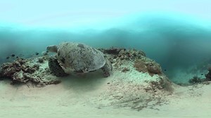4.1M views · 307 reactions | Tap to enter this turtle-y awesome 360°!  | BBC One | Facebook