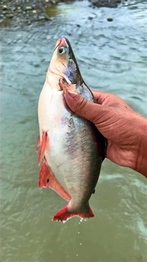 Due to the receding tide, a large fish became trapped. it and released it back into deep water. 🌊