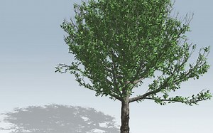 树木生长speedtree