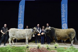 L'aubrac, une race au Zénith au Sommet de l'élevage