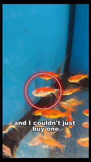 Buying New Fish From PetSmart #aquarium