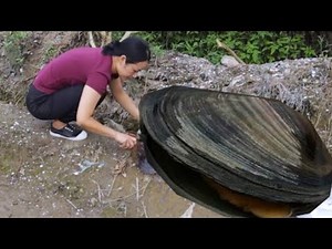 Have you ever seen wild clam shells dating back to 400 years? Let's take a look at the surprise