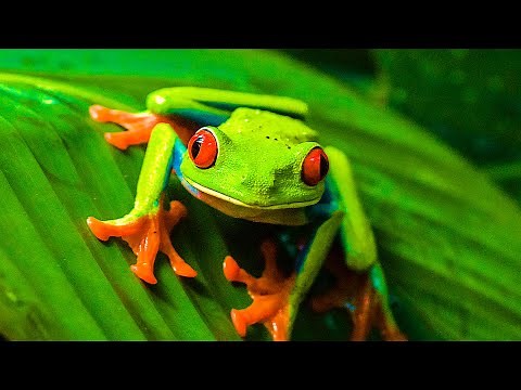 Top 10 strange and beautiful frogs from around the world