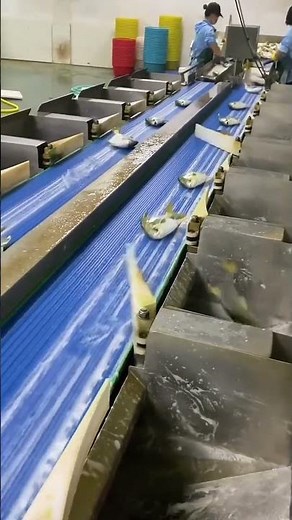 Fish Cleaning and Checking Process - Goodtools and machinery make work easy