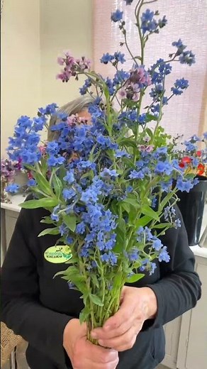 True blue. What a great year for Cynoglossum aka Chinese Forget Me Nots.