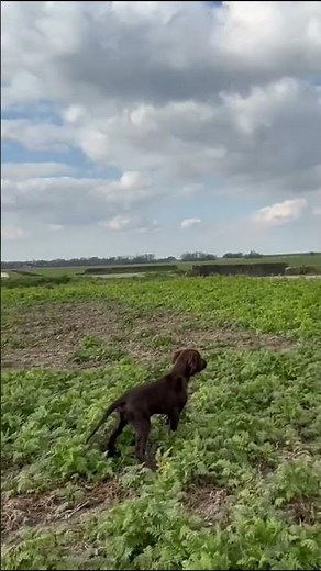 German longhair puppy points quail. #hunting #pointingdog
