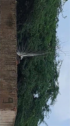 ASOLA BHATTI WILDLIFE SANCTUARY DELHI #TOUR#delhitourist