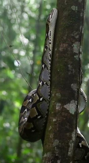 งูเหลือมกำลังเลื้อย🐍🐍A python is slithering.