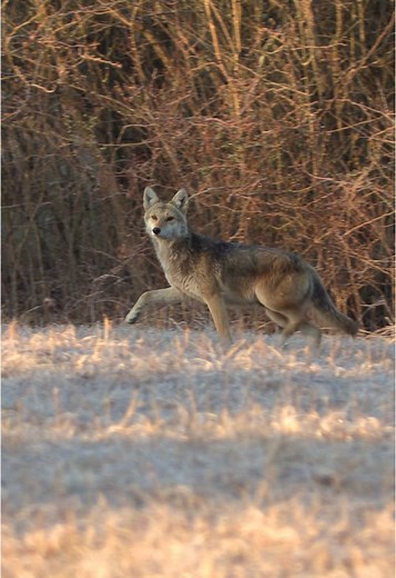 Calling Coyotes with Small Puppy Sounds in March