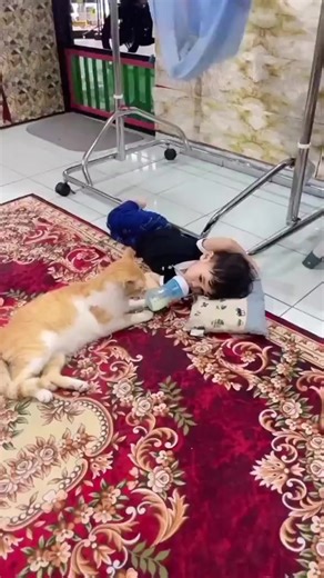 27K views · 876 reactions | Kalau dah nama oyen...budak kecik pun dia buli.. | Meow Oh Meow | Facebook