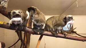 3.6K views · 137 reactions | Here are some charismatic and lively moustaches to brighten up your bank holiday Monday! We our Emperor Tamarins! | Blackpool Zoo | Facebook