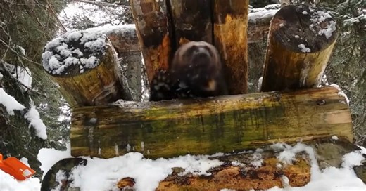 Have you ever wondered what an American wolverine sounds like? It's a bit different than the Australian wolverine a.k.a. Hugh Jackman. 😉 If you haven't, you're probably wondering now. Turn your sound up to hear this animal's ferocious growls. 🔊 Wolverines, the largest land-dwelling species in the mustelid family, are famous for their tenacity — they've been known to prey on animals as big as moose. Yet their tenacity alone cannot save them from the threats they face including dwindling, unprot