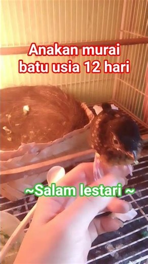Ternak murai batu pemula