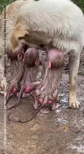 Stop baby mokey suck milk pig