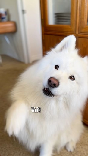 193K views · 15K reactions | Anyone need a hug? 珞 #doglover #samoyed #talkingdog | Coconut Rice Bear | Facebook