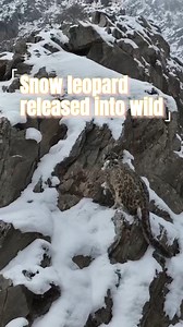 41K views · 236 reactions | A snow leopard was released into the wild in China's Ningxia on Friday, months after it was rescued. #snowleopard #leopard #China | China Xinhua News | Facebook