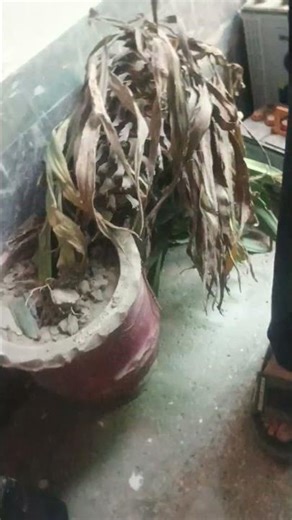 honda fit unlocking method It has to be pressed inwards