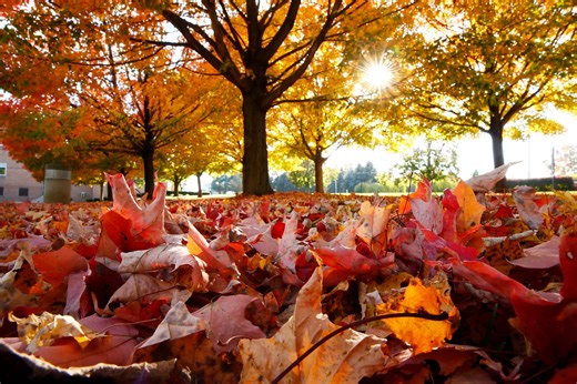 Autumn equinox 2025: First day of fall arriving soon as summer fades