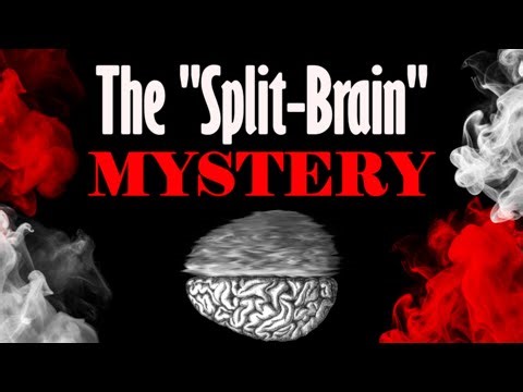 The "Split-Brain" Mystery