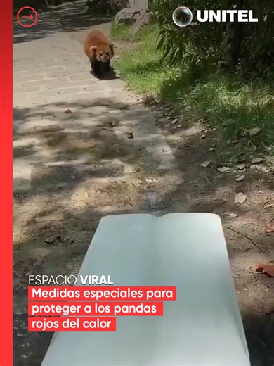 Camas de Hielo para Pandas Rojos en China