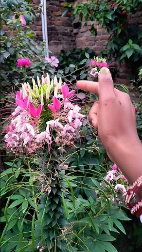 Spiny Spider Flowers | cleome spinosa Growing And Flowering #spiderplant #homegarden#flowers💐