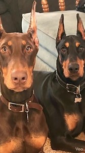 POV: Your security team is on duty.” 🔒🐾 | Doberman