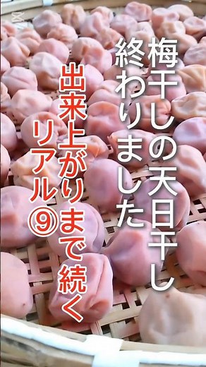 梅干し作り⑨梅干しの天日干し完了後梅酢に戻しました|赤い梅干し|紫蘇梅干し|#梅干し作り方 #土用干し