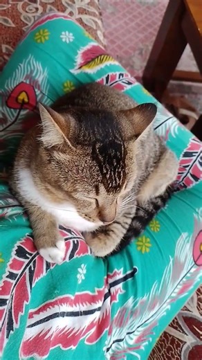 dunia hewan#cat #kucingkampunglucu #videoshort