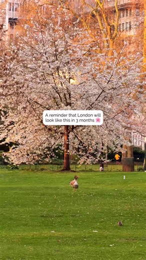 London in spring is something everyone should see at least once 🌸✨ Spring is hands-down my favourite season! 🩷 the city slowly comes back to life after winter - parks turn green, and streets and squares fill with the most beautiful cherry blossom and magnolia 🥹 It’s the perfect time to explore London before the summer crowds arrive so if you’re thinking about a trip this year but not sure when to visit, let this be your sign to come in spring! Save this post for your London travel inspiration