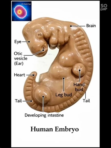 5 week embryo#32days#embryo development#embryology#mbbs#doctor#langmanembryology#viral#new#limbbuds