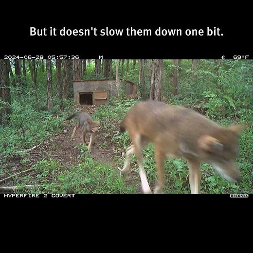 Red wolf pup Otter growing fast at Saint Louis Zoo Sears Lehmann, Jr. Wildlife Reserve