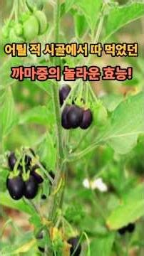 어릴 적 시골에서 따 먹었던 까마중의 놀라운 효능! #까마중 #건강정보 #약초효능 #항염효과 #간해독 #몸에좋은음식 #까마중효능 #민간요법 #항암효과 #건강관리 #자연약초