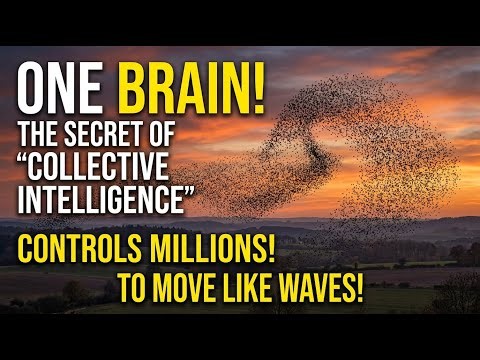 🧠 How Collective Intelligence Moves Millions Like One Mind
