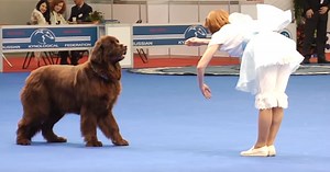 Dog charms crowd with elegant dance routine