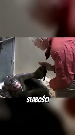 Heartbreaking Chimp's Final Moments With Beloved Caretaker 💔😭