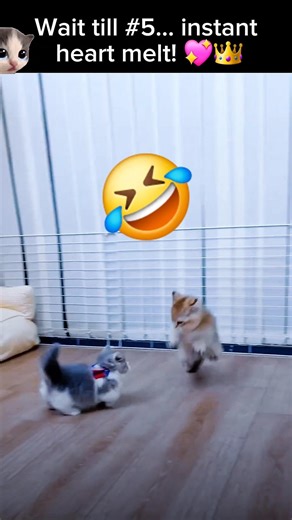 ​[Top 5] Cutest Cat Moments You Need To See 💖 #shorts