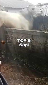 TOP 5 Loose Cows, People Panicking 😭🗿