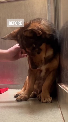 Odin's Adoption Story: A Heartwarming Tale of New Beginnings