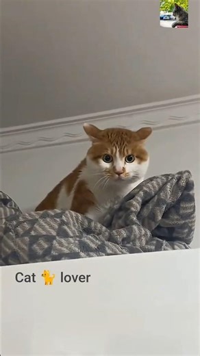 cute CAT 😍😺#india #indonesia #bangladesh #oman #pakistan #cat #cute #delhi #brazil #saudiarabia