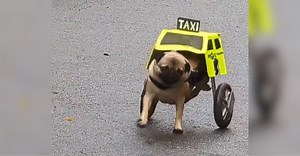 Paralyzed Pug Had The Cutest Halloween Costume Of 2023!