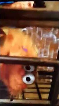 The adventures of elmo in grouchland