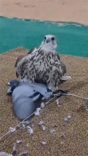 Incredible peregrine Falcon Hunting Reflexes 🔥🔥#falcon #hawk #eagle #shorts